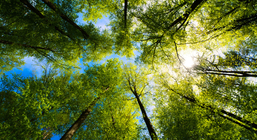 View of trees from below