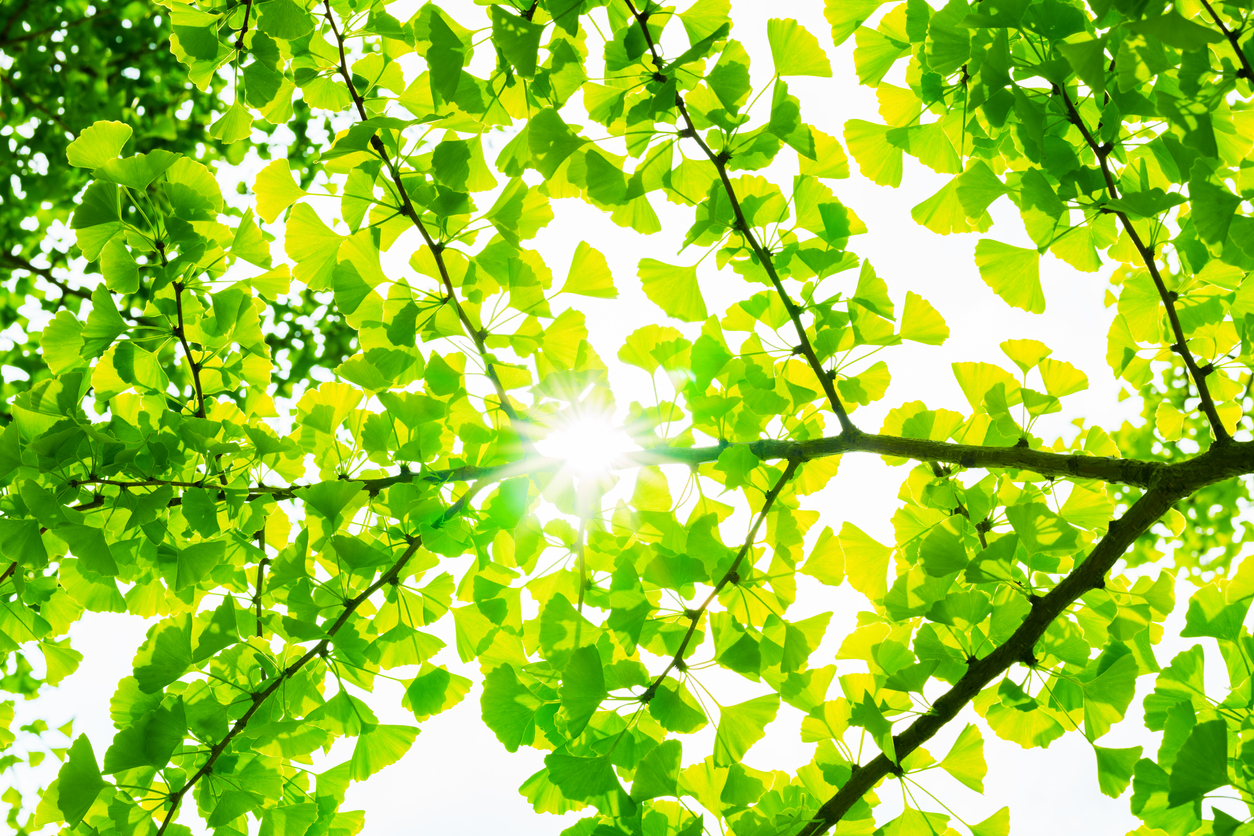 Sunlight filtering through tree leaves