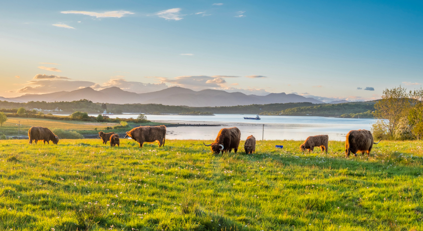 Highland Cows in a field overlooking a loch.